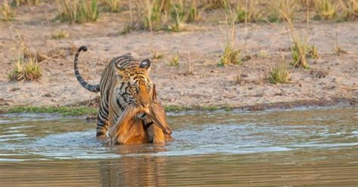 Why Hunt a Tiger?