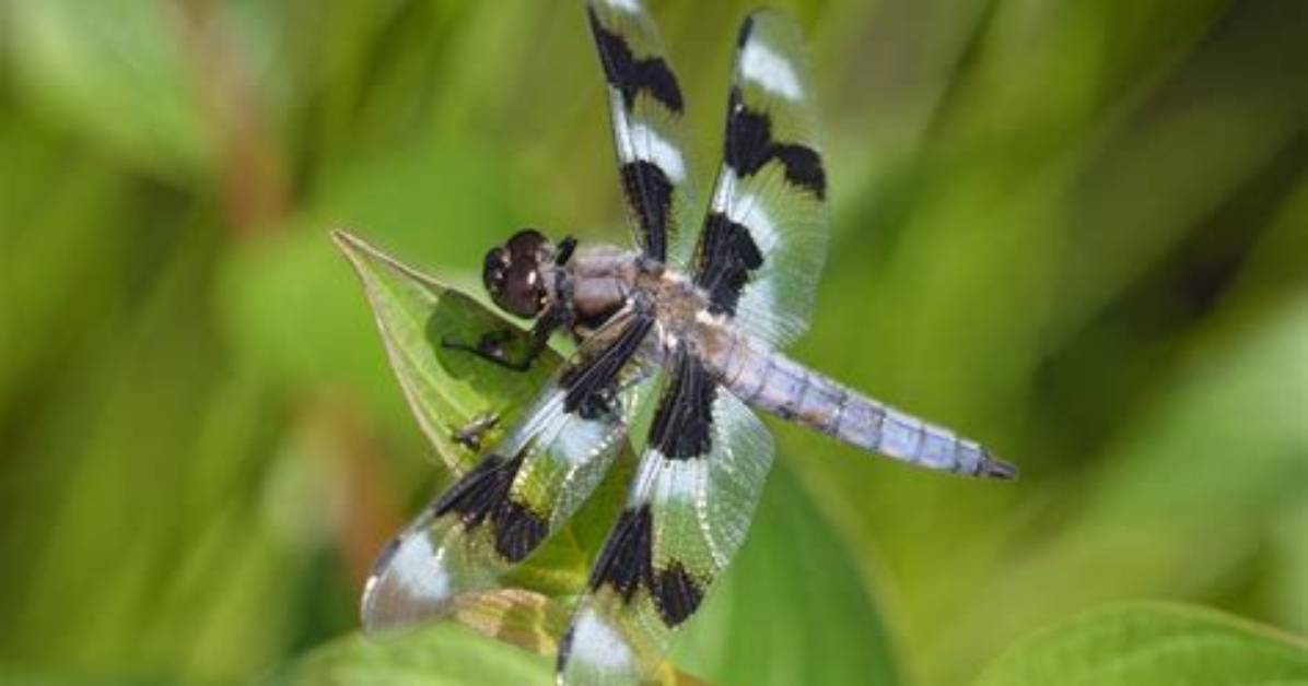 Why Is a Dragonfly an Insect?