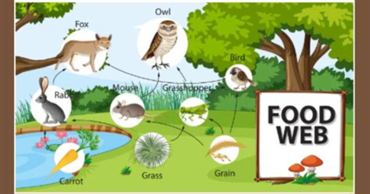 Why Is a Food Web?