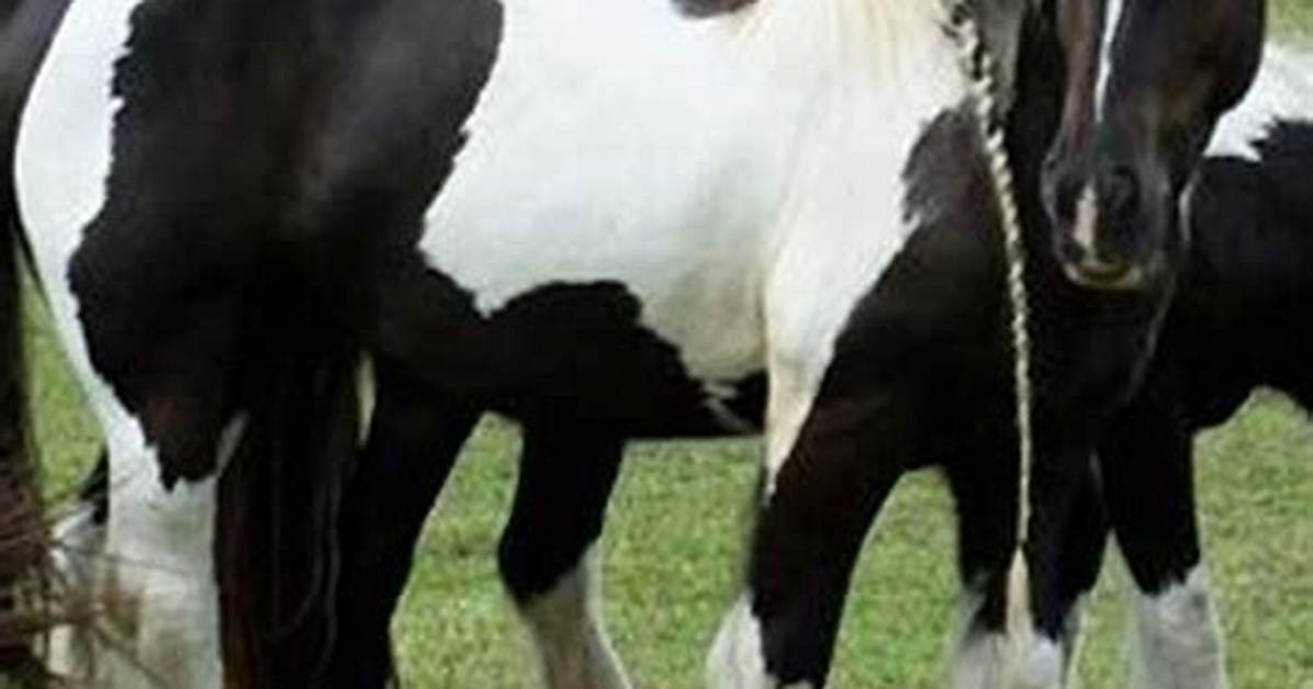 Why Is a Horse Called a Stud?