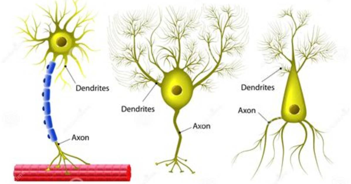 Why Is a Multipolar Neuron?