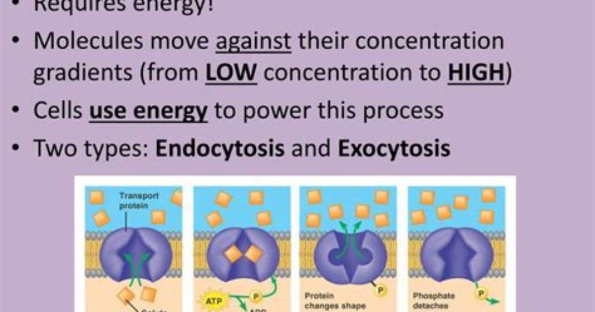 Why Is Active Transport an Energy Utilizing Process