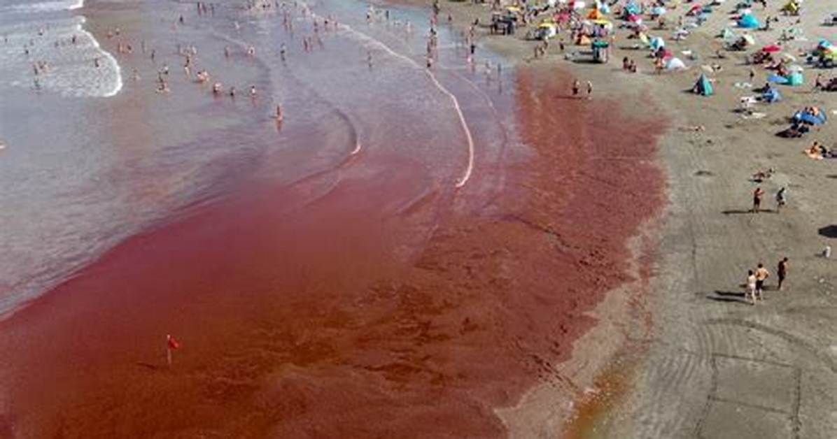 Why Is Algae Red?