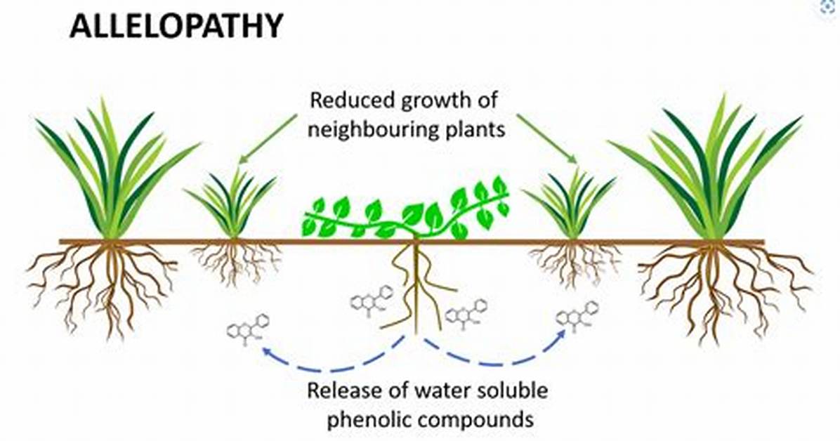 Why Is Allelopathy Important?