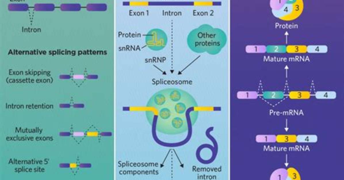 Why Is Alternative Splicing Important in Eukaryotic Cells
