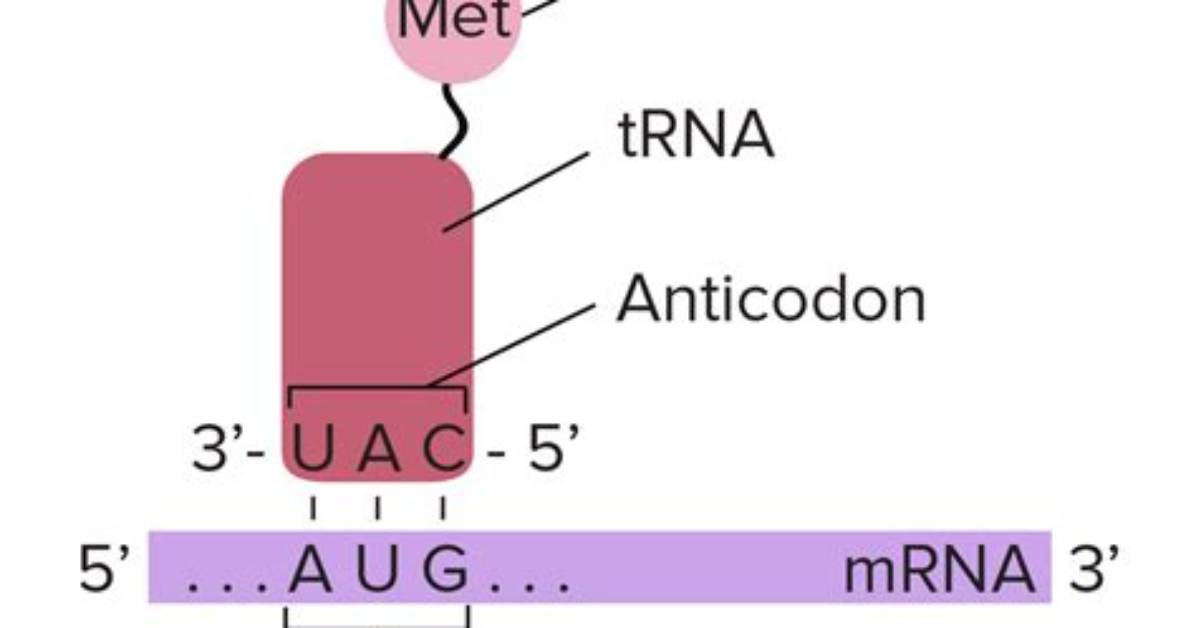 Why Is Anticodon So Important?