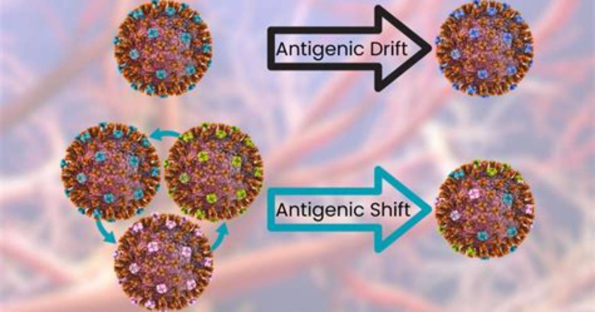 Why Is Antigenic Shift Dangerous?