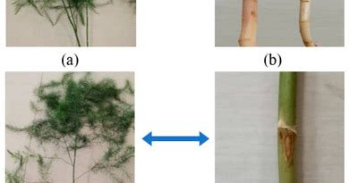 Why Is Asparagus a Stem