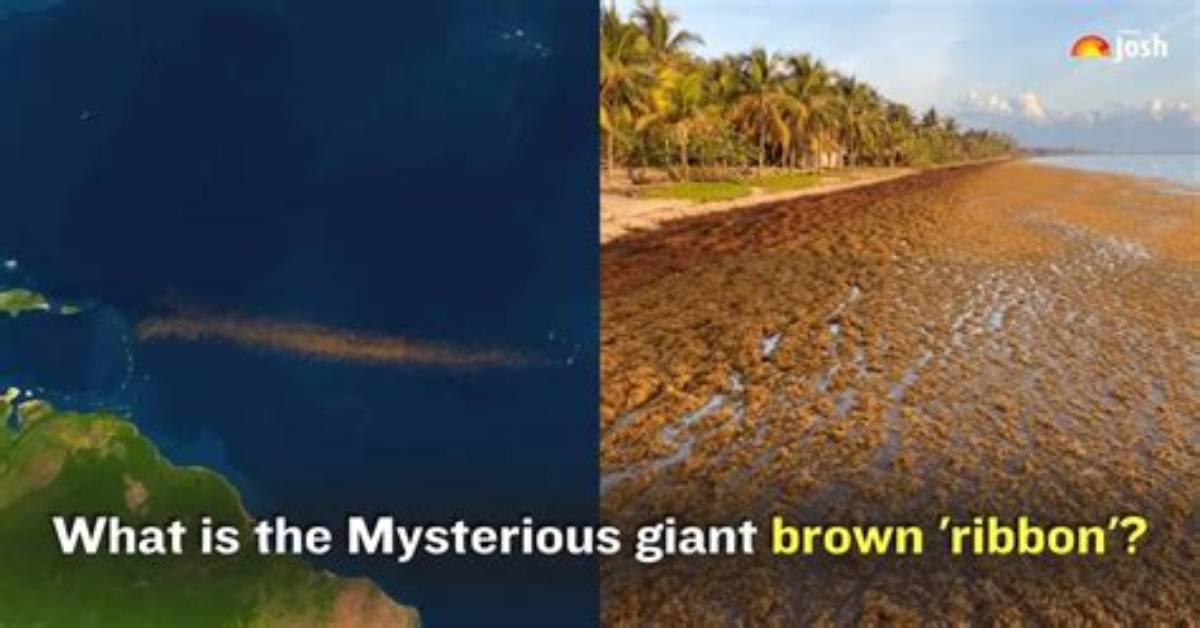 Why Is Atlantic Ocean Brown?