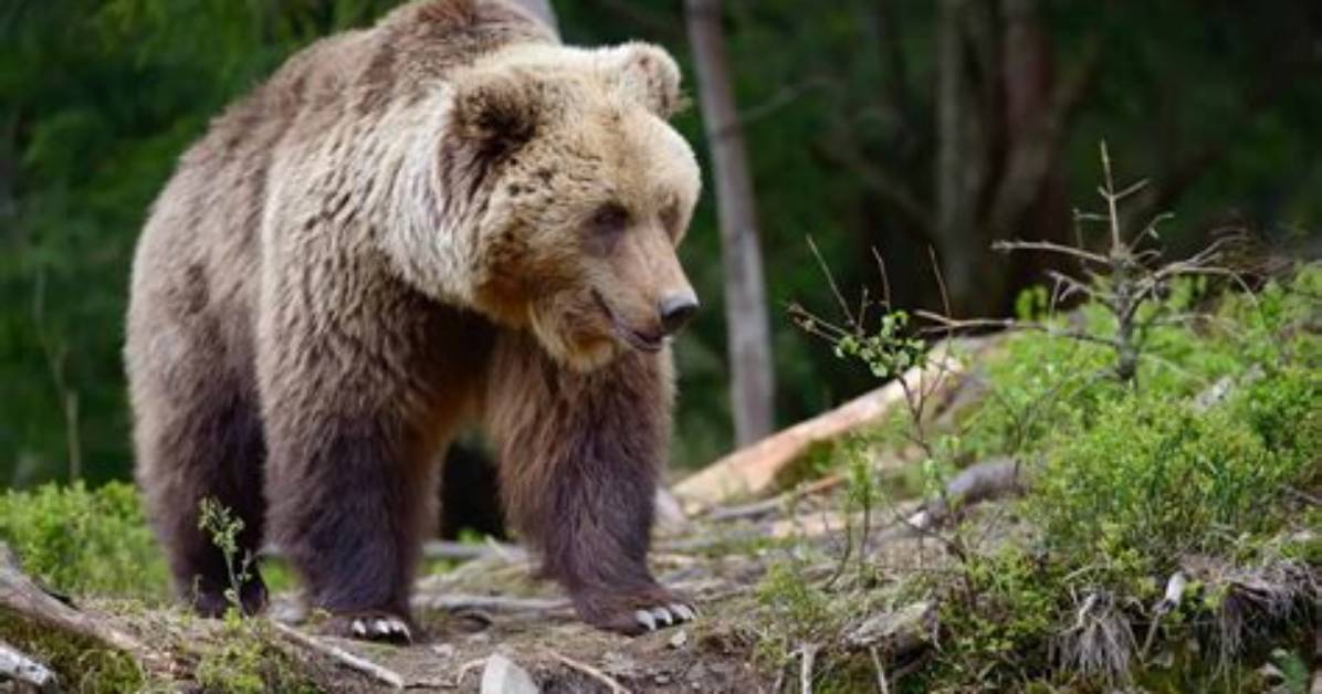 Why Is Bear So Important