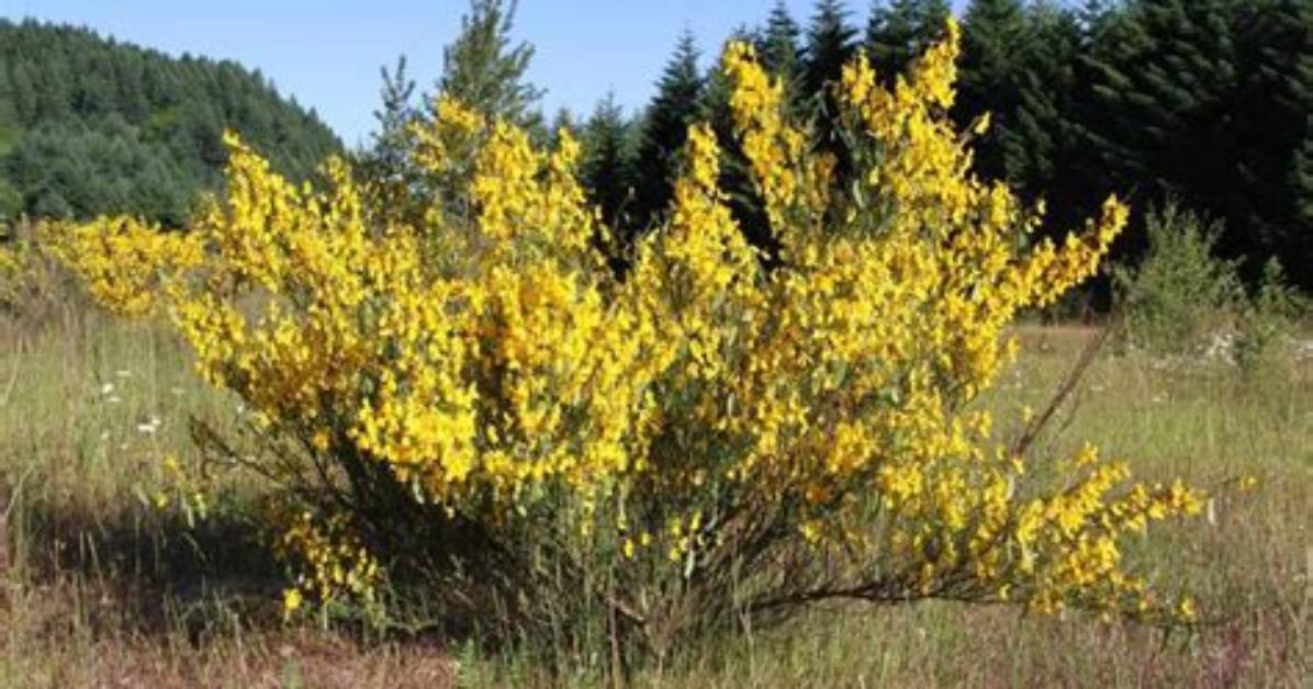 Why Is Broom Invasive