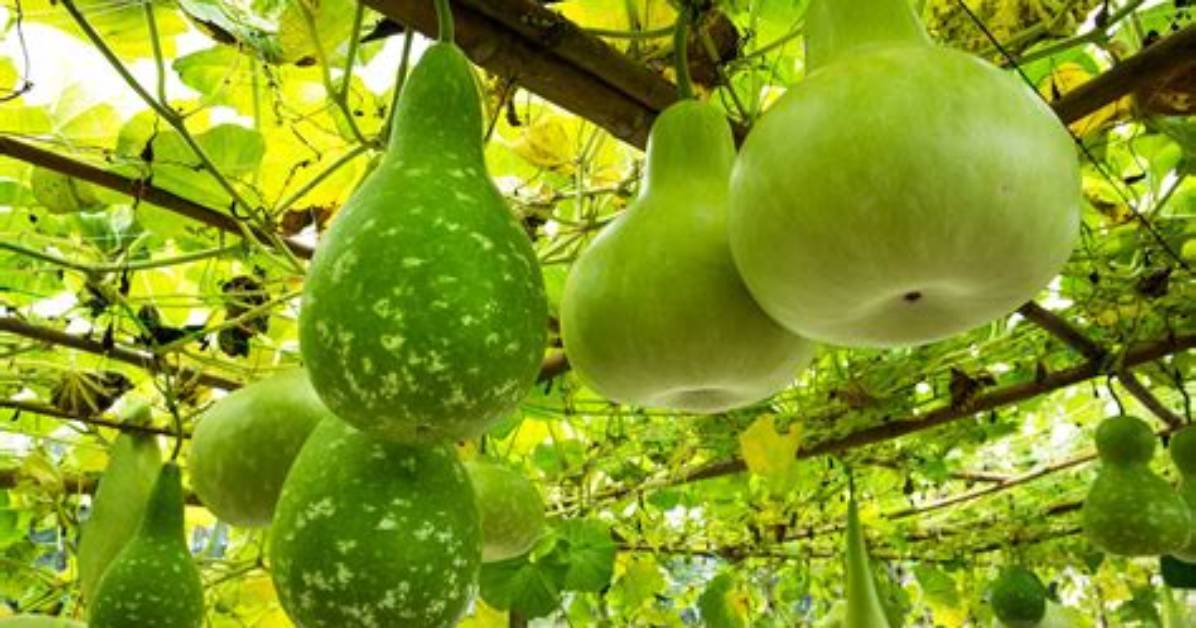 Why Is Calabash Bitter?