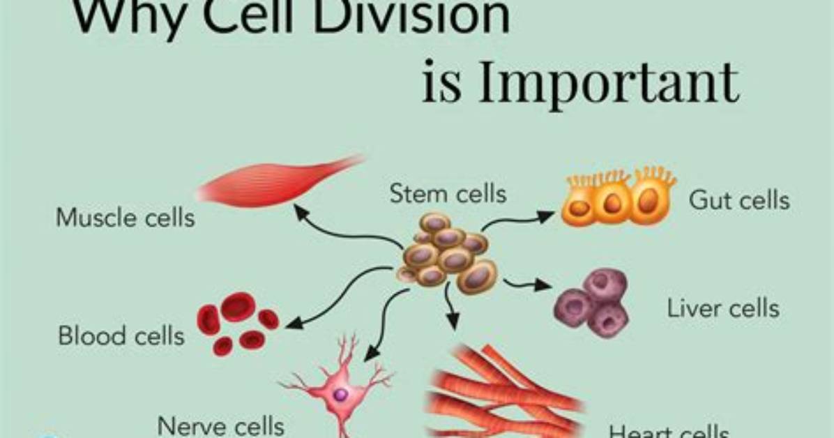 Why Is Cell Differentiation Important?
