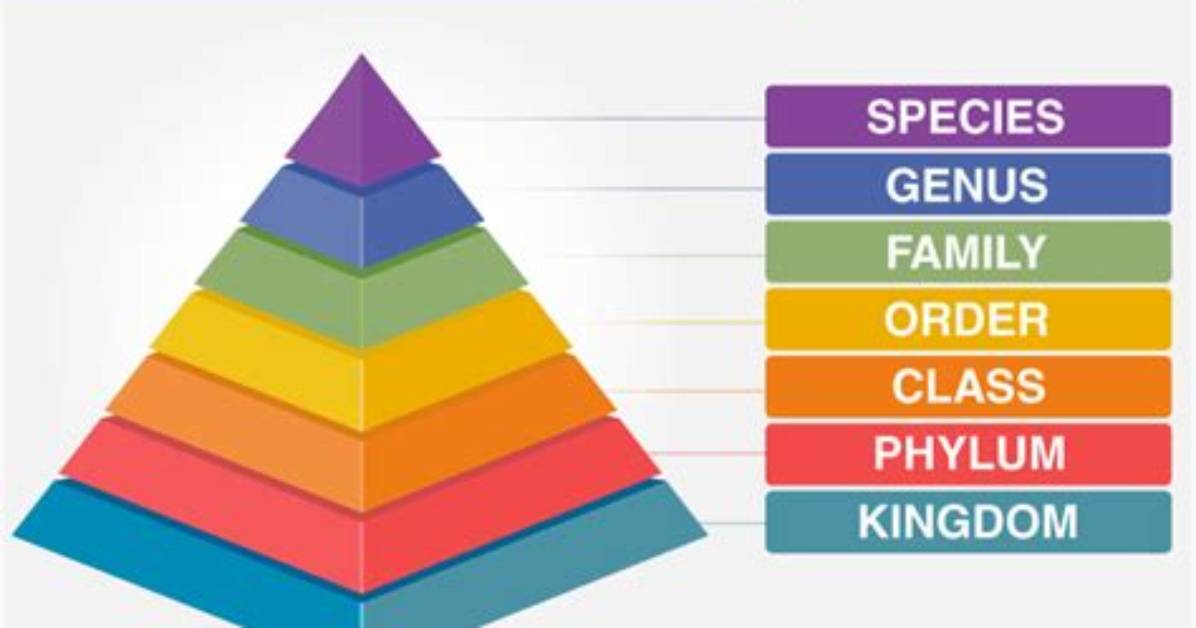 Why Is Classification Called a Hierarchy