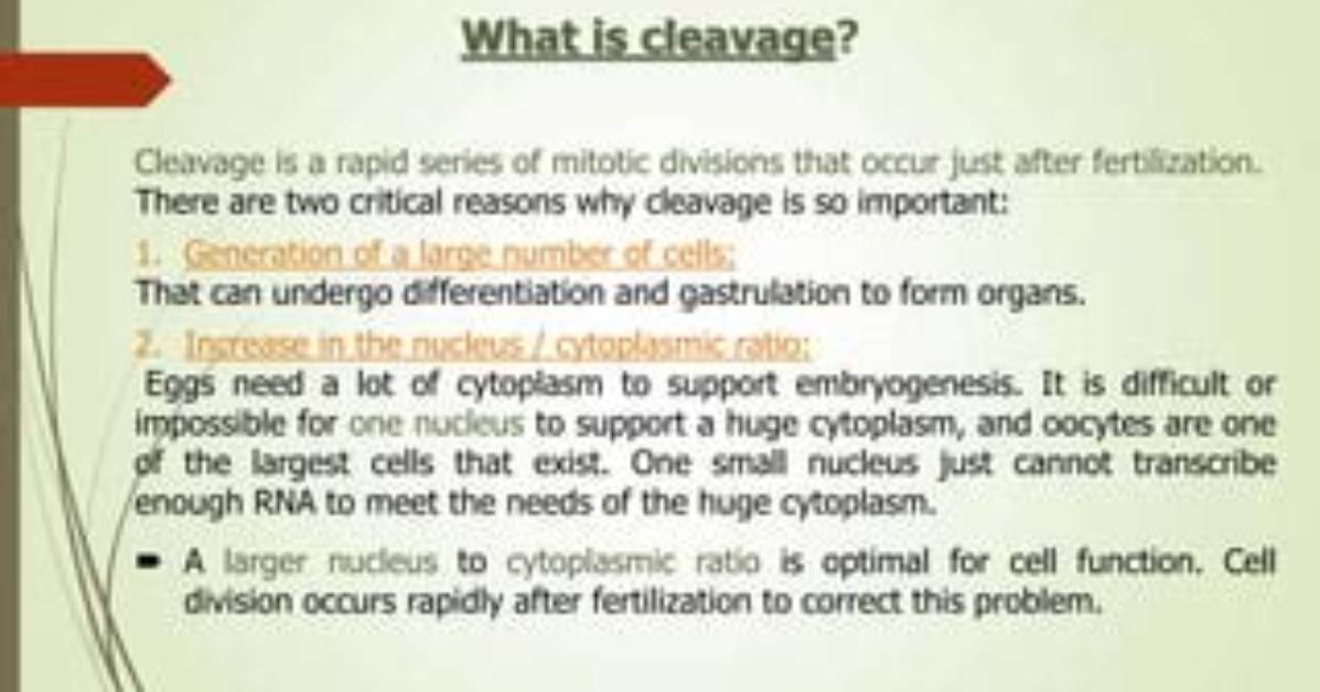 Why Is Cleavage Important?
