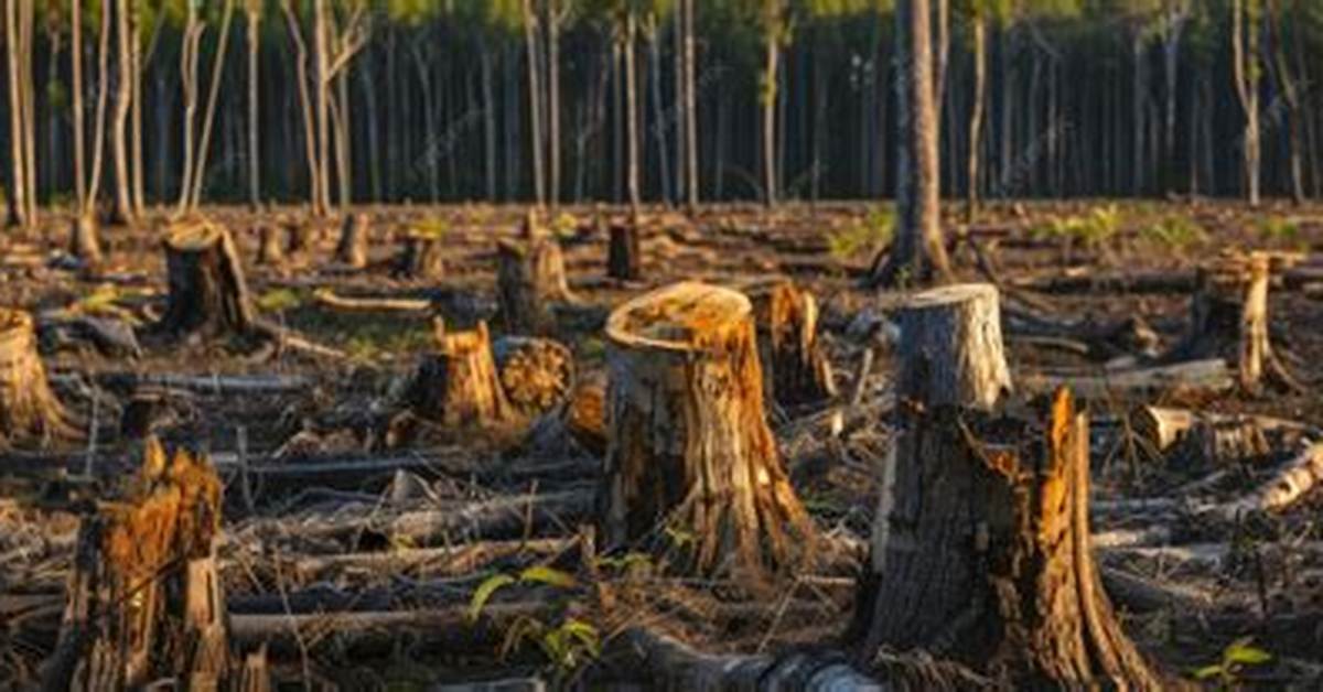 Why Is Cutting Down Trees Bad?