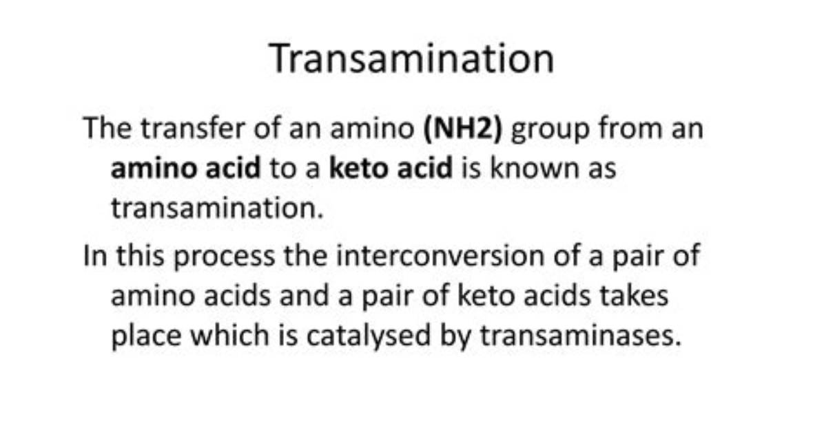 Why Is Deamination an Important Process?