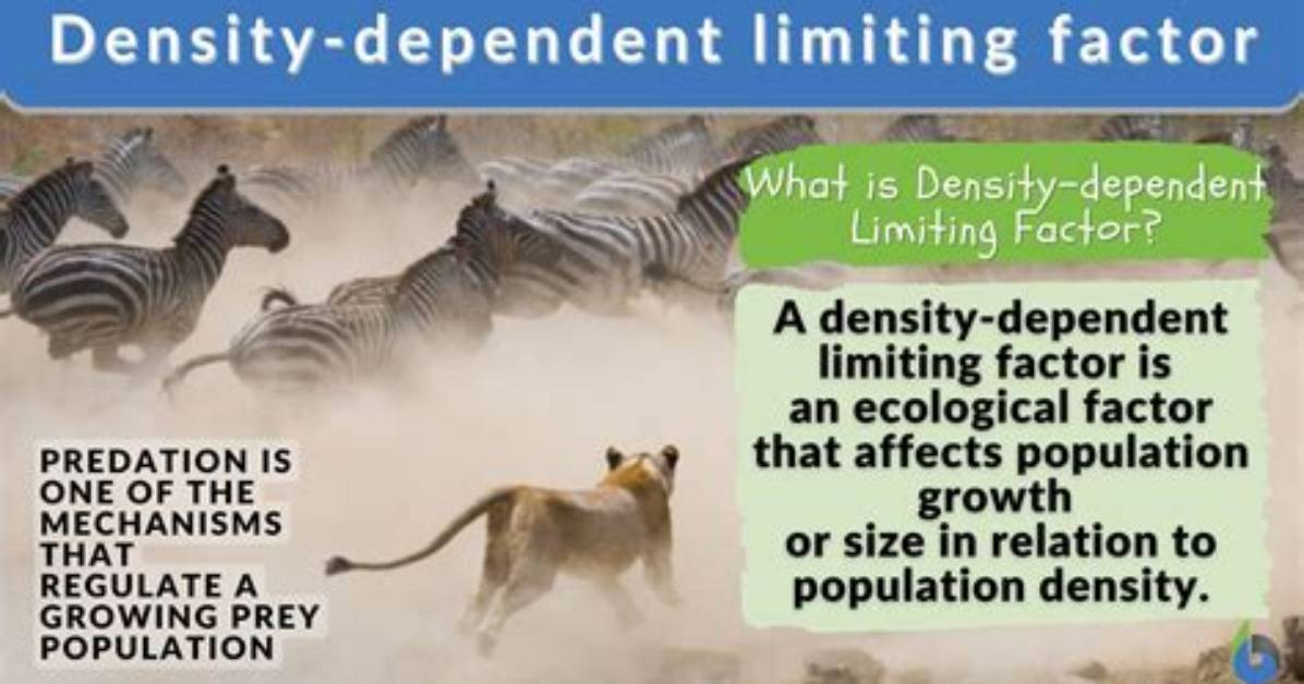 Why Is Disease a Density Dependent Limiting Factor