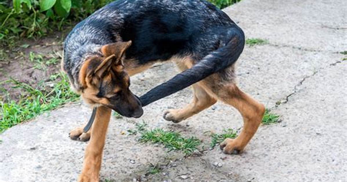 Why Is Dog Biting His Tail?