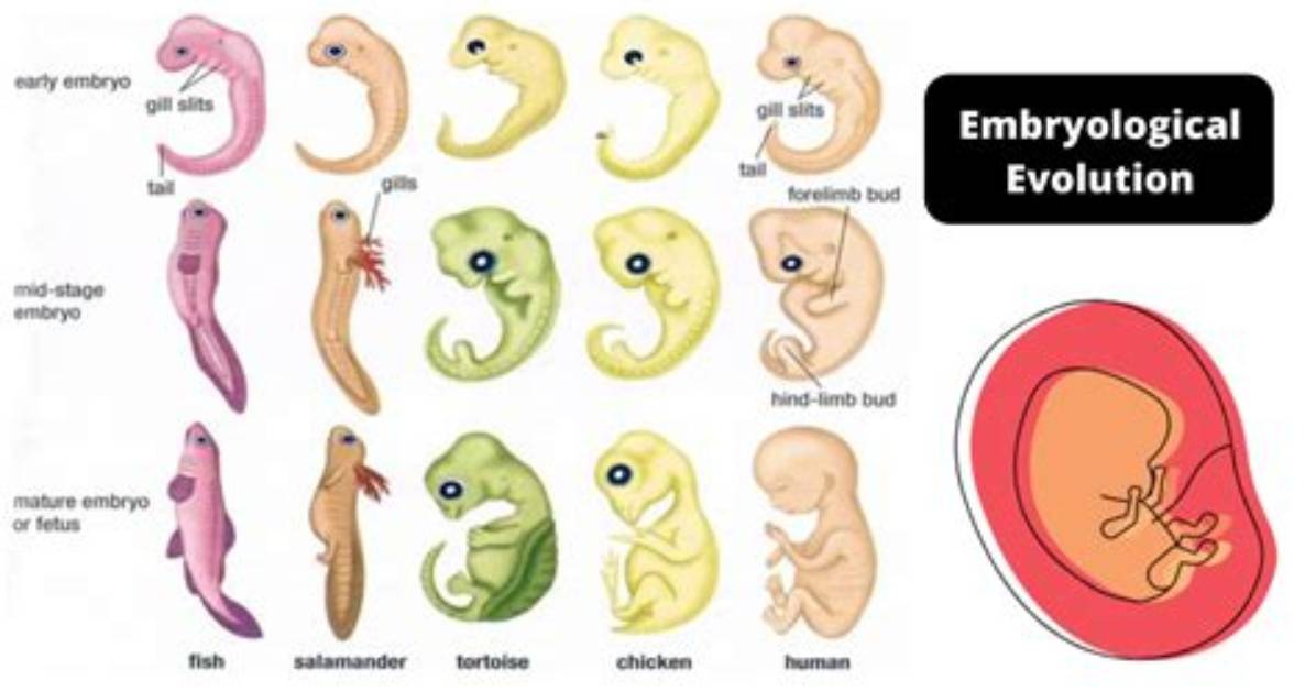 Why Is Embryology Evidence for Evolution?
