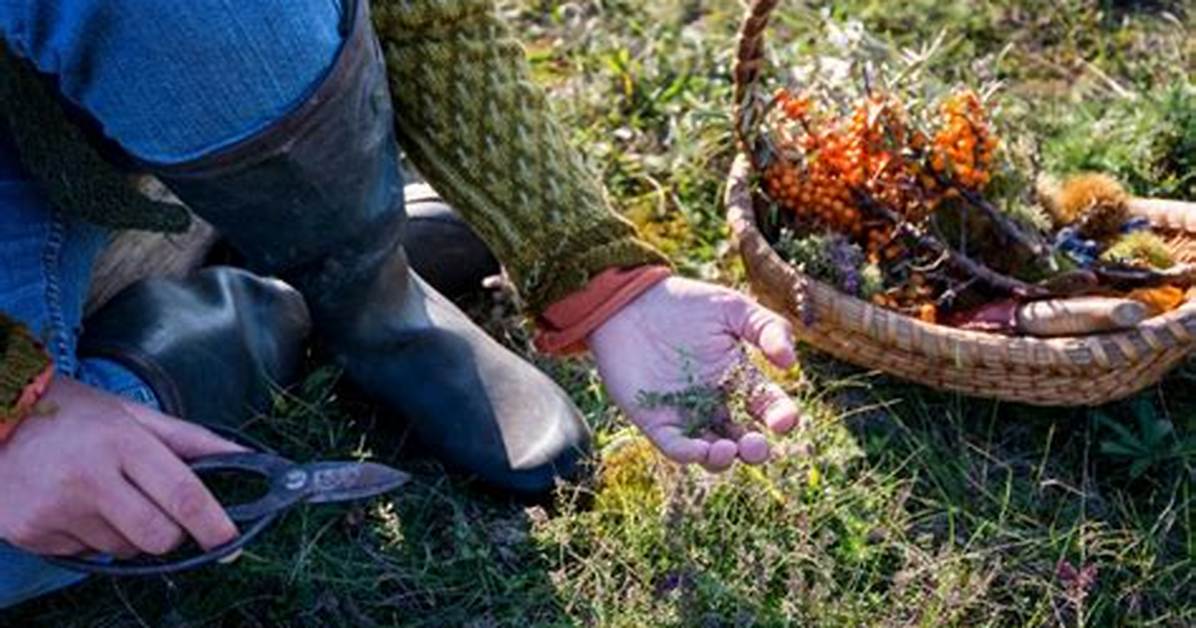 Why Is Foraging Important?