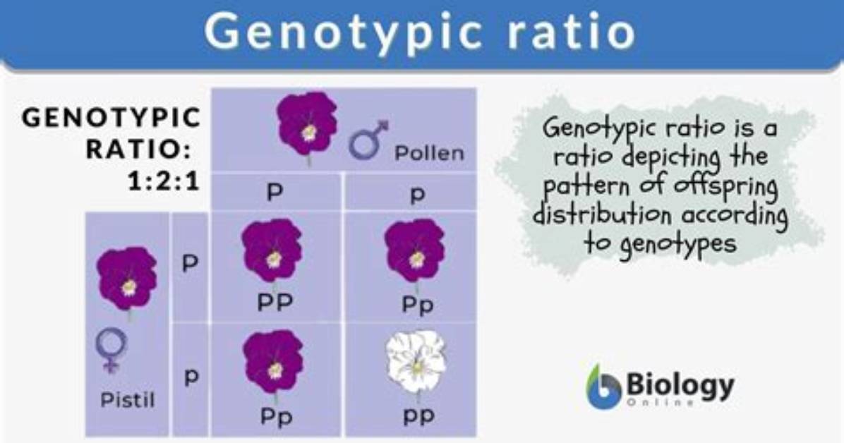 Why Is Genotypic and Phenotypic Ratio?