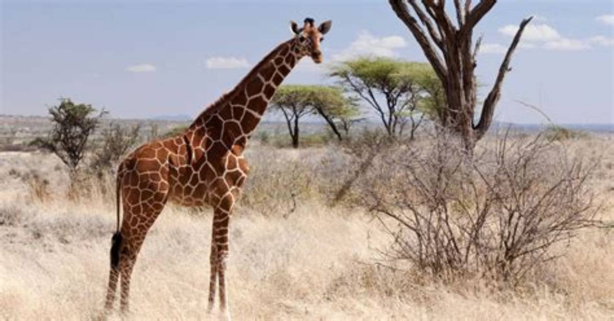 Why Is Giraffe Endangered?