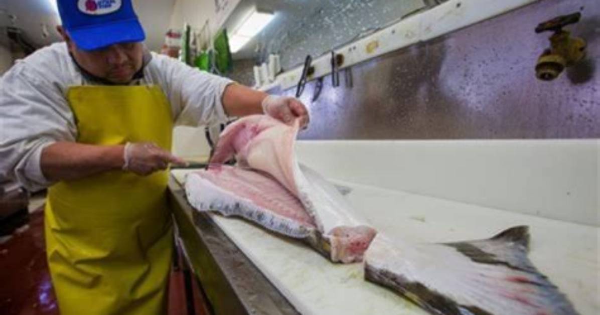 Why Is Halibut Bad for You