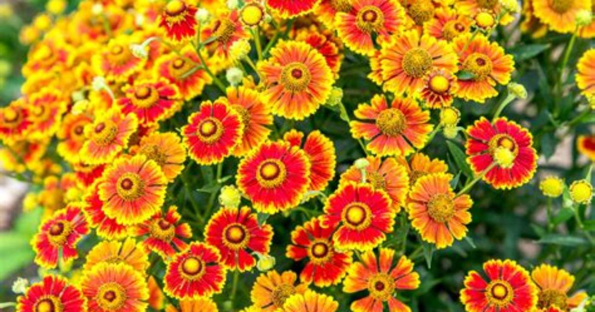 Why Is Helenium Called Sneezeweed