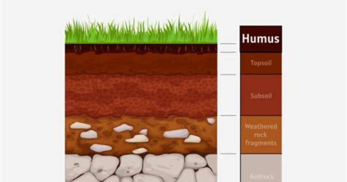 Why Is Humus Important? - Lisbd-Net. Com