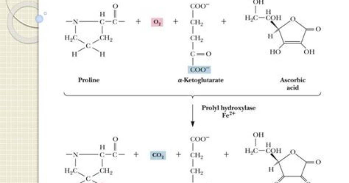 Why Is Hydroxyproline Important in Collagen?