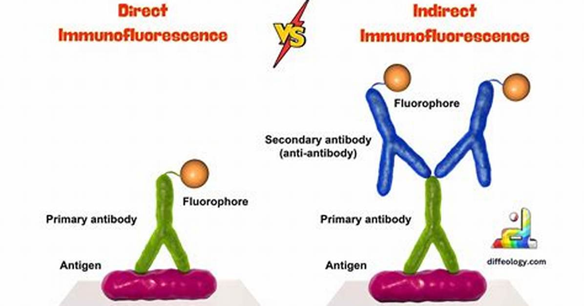 Why Is Indirect Immunofluorescence More Sensitive