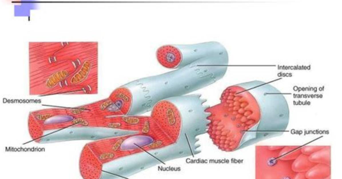 Why Is Intercalated Cells Important?
