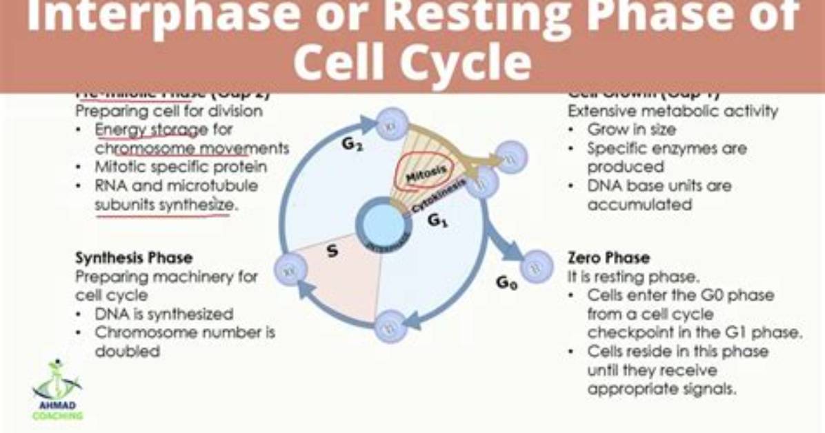 Why Is Interphase the Resting Phase