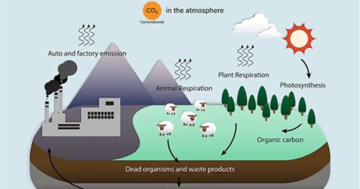Why Is It Called a Carbon Cycle