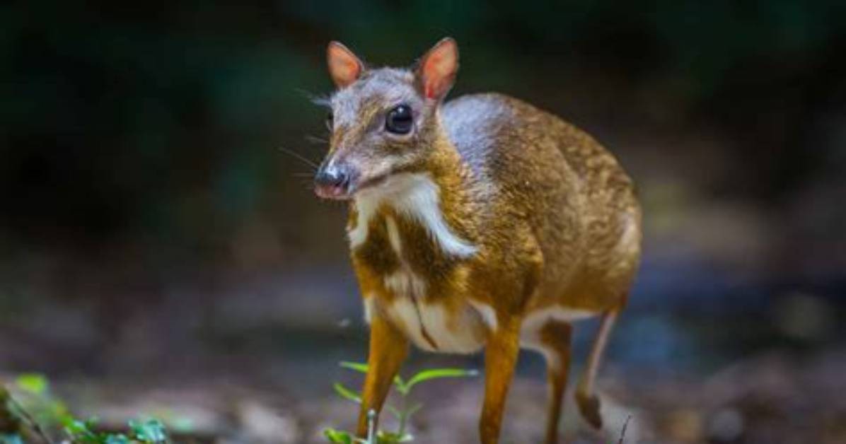 Why Is It Called a Chevrotain?