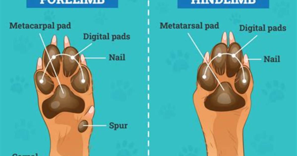 Why Is It Called a Footpad?