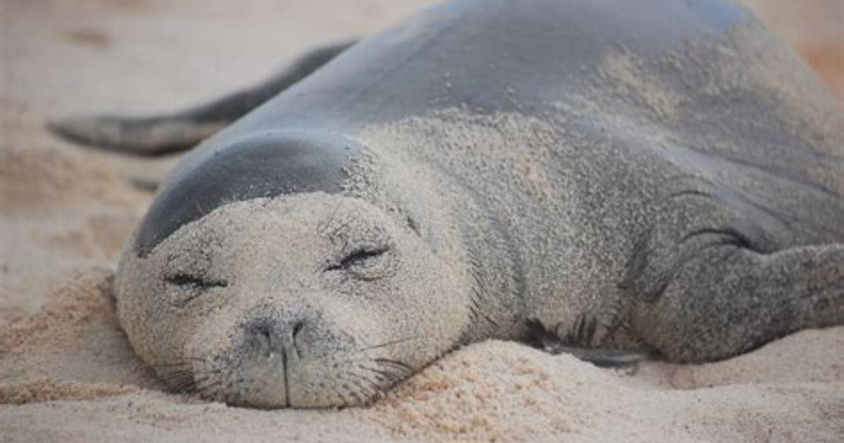 Why Is It Called a Monk Seal
