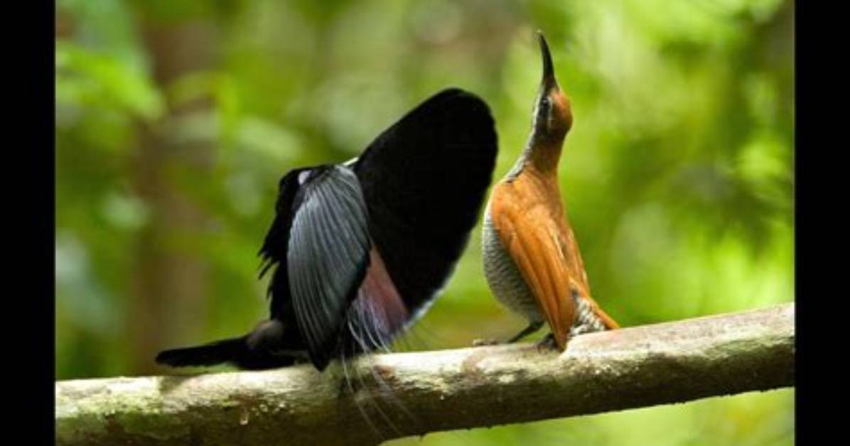 Why Is It Called a Riflebird?