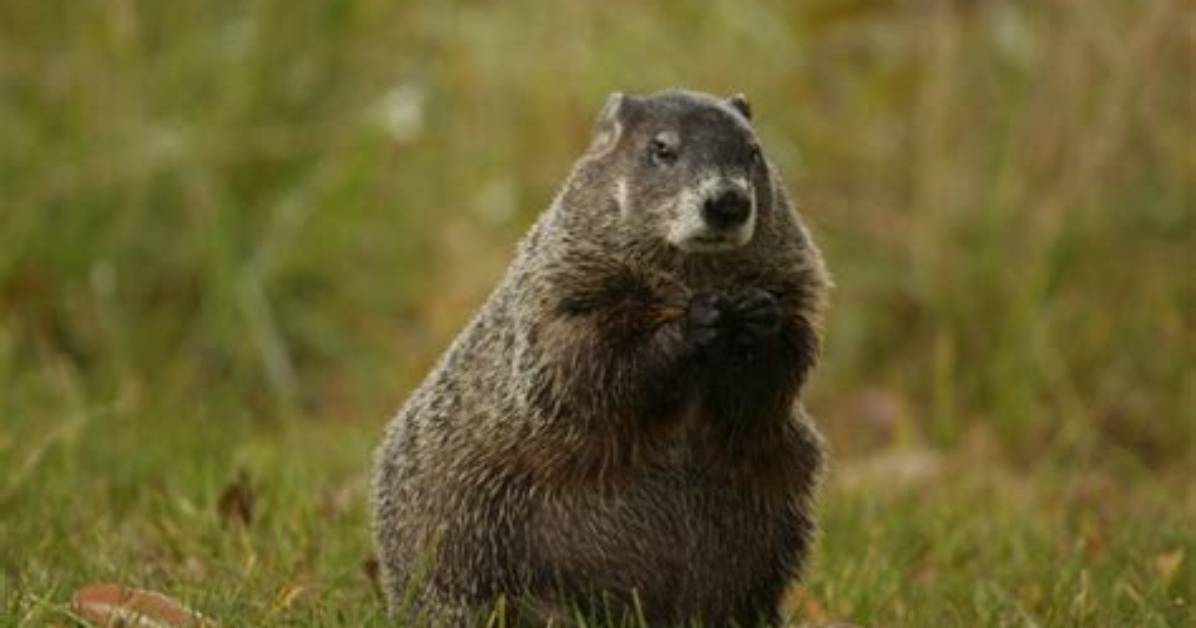 Why Is It Called a Woodchuck