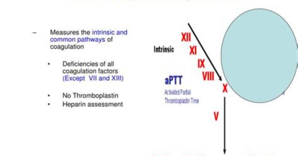 Why Is It Called Activated Partial Thromboplastin Time