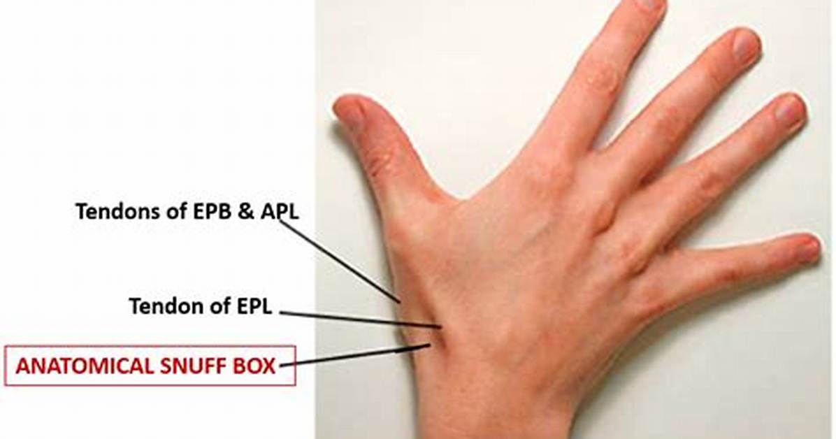 Why Is It Called Anatomical Snuff Box?