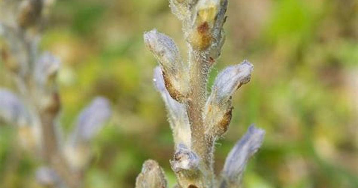 Why Is It Called Broomrape?