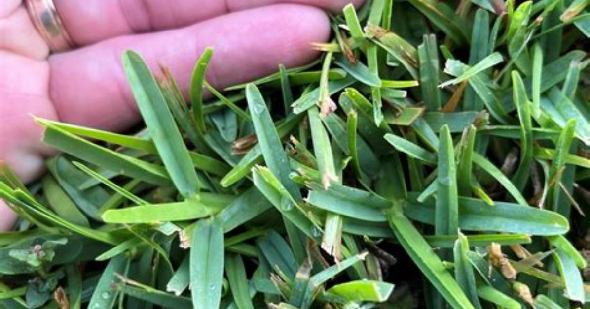 Why Is It Called Centipede Grass