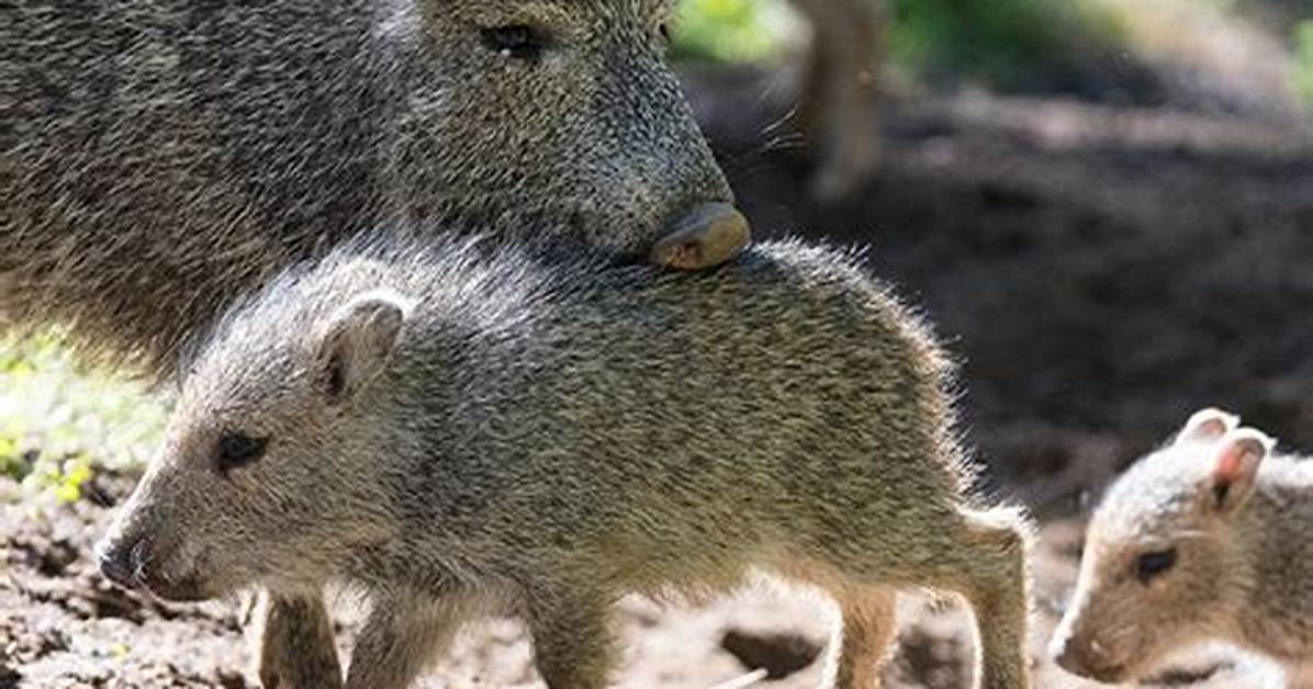Why Is It Called Collared Peccary?