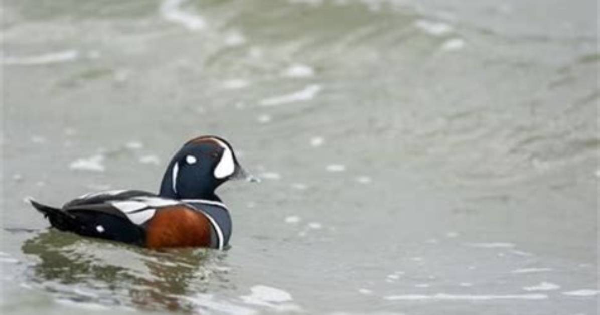 Why Is It Called Harlequin