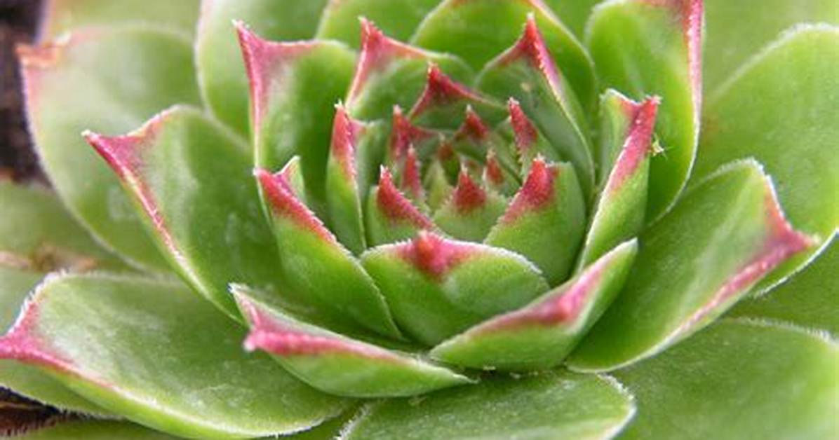 Why Is It Called Houseleek?