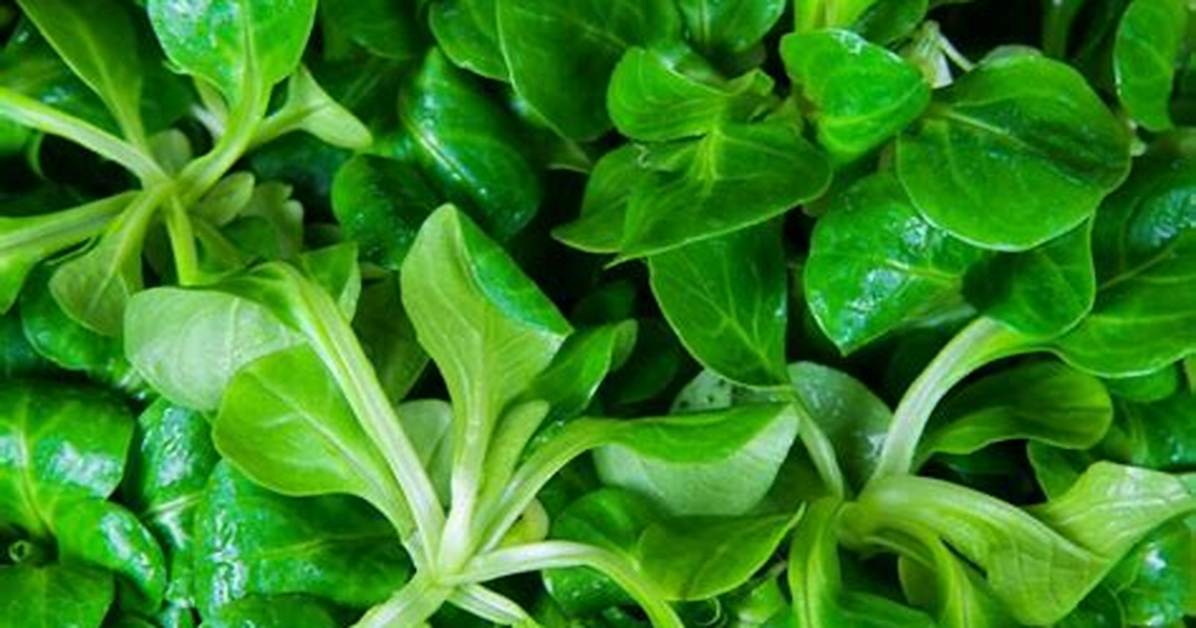 Why Is It Called Lambs Lettuce