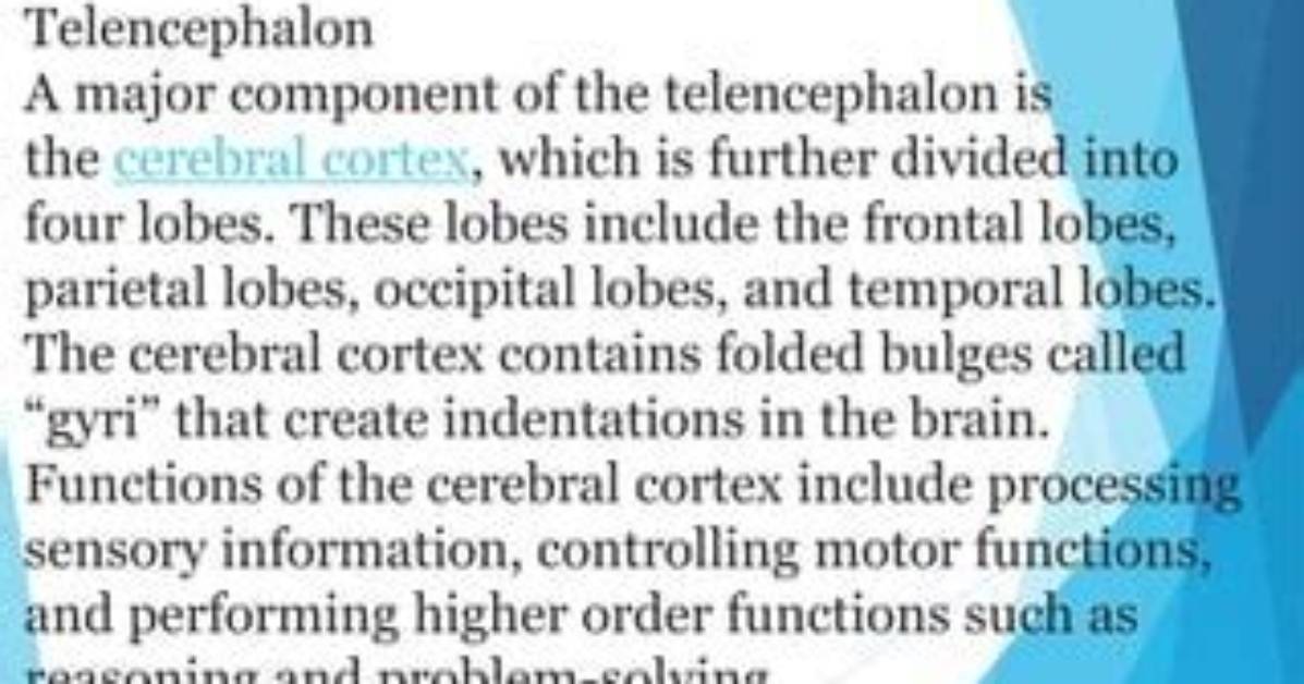 Why Is It Called the Telencephalon?