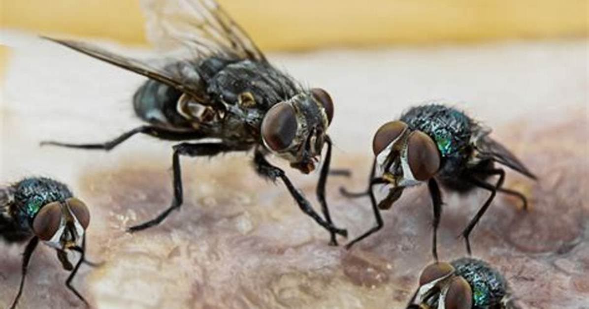 Why Is It Called Your Flies